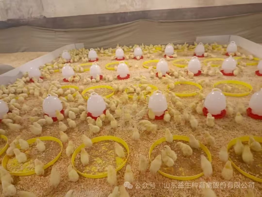 【引种】喜讯！优德88股份年内第九批引种顺利实现，1.6万套利丰祖代肉种鸡成功入场