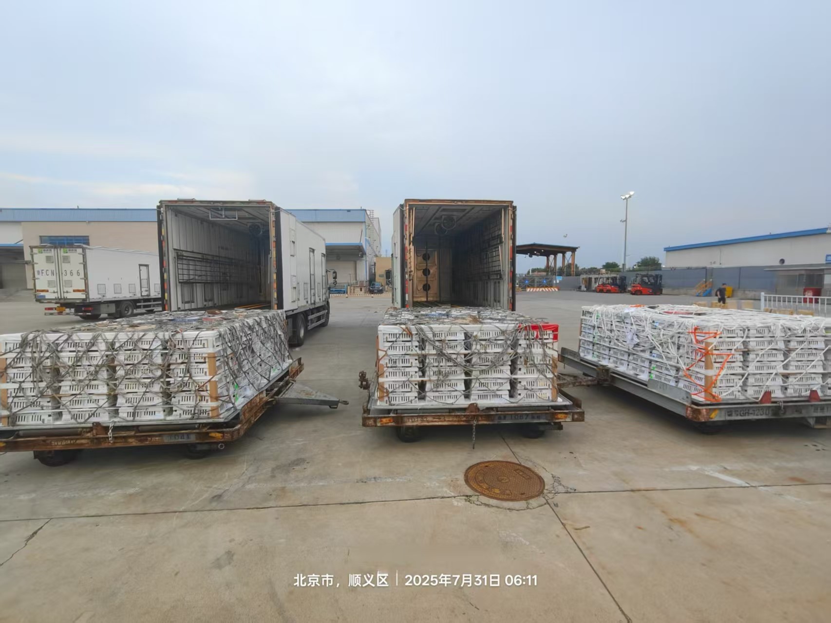 【新闻】优德88股份7月第三批1.3万套祖代种鸡顺利入场，年度引种突破13.2万套